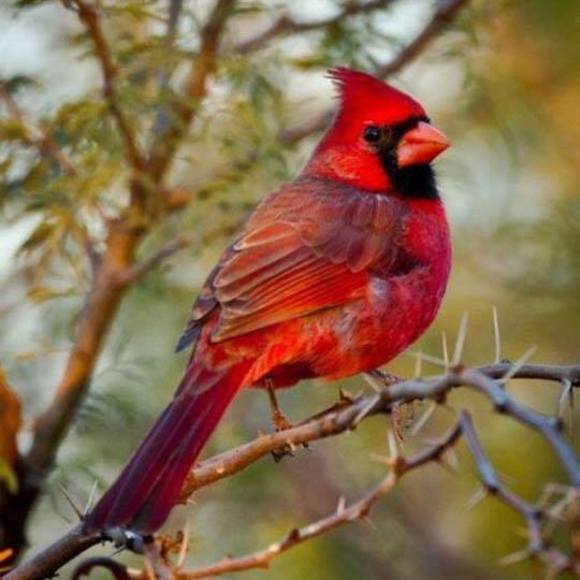 Meet your Posher, Bess - Picture 1 of 1